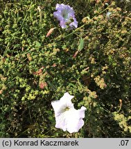 Petunia ×atkinsiana (petunia ogrodowa)