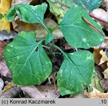 Physalis franchetii (miechunka rozdęta)