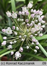 Allium ampeloprasum (czosnek dziki)