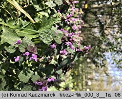 Lamium purpureum (jasnota purpurowa)