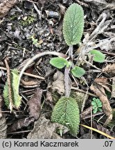 Stachys germanica (czyściec kosmaty)