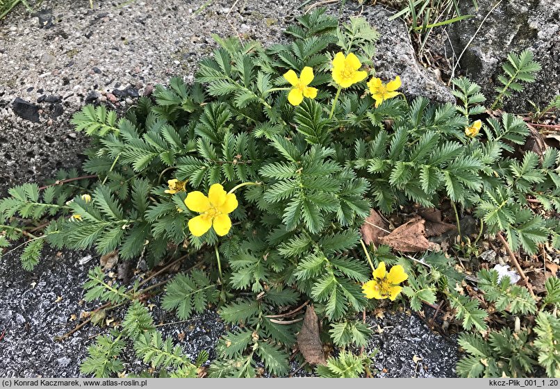 Potentilla anserina (pięciornik gęsi)