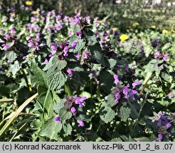 Lamium purpureum (jasnota purpurowa)