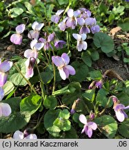 Viola odorata f. pallida (fiołek wonny forma bladokwiatowa)