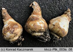 Ornithogalum candicans (galtonia biaława)