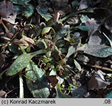 Pulmonaria officinalis (miodunka plamista)