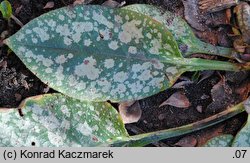 Pulmonaria officinalis (miodunka plamista)