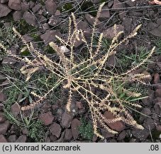 Salsola kali ssp. ruthenica (solanka kolczysta ruska)