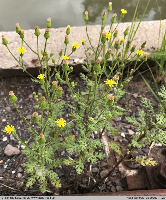 Senecio viscosus (starzec lepki)