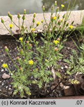 Senecio viscosus (starzec lepki)