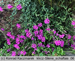 Silene schafta (lepnica Szafta)