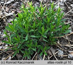 Silene tatarica (lepnica tatarska)