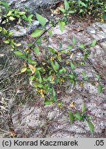 Solanum alatum (psianka skrzydlata)