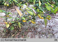 Solanum alatum (psianka skrzydlata)