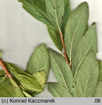 Spiraea Ã—pseudosalicifolia (tawuÅ‚a nibywierzbolistna)