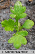 Tanacetum parthenium (wrotycz maruna)