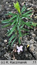 Taxus baccata (cis pospolity)