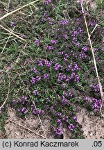 Thymus serpyllum (macierzanka piaskowa)