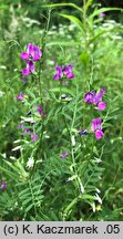 Vicia angustifolia (wyka wąskolistna)