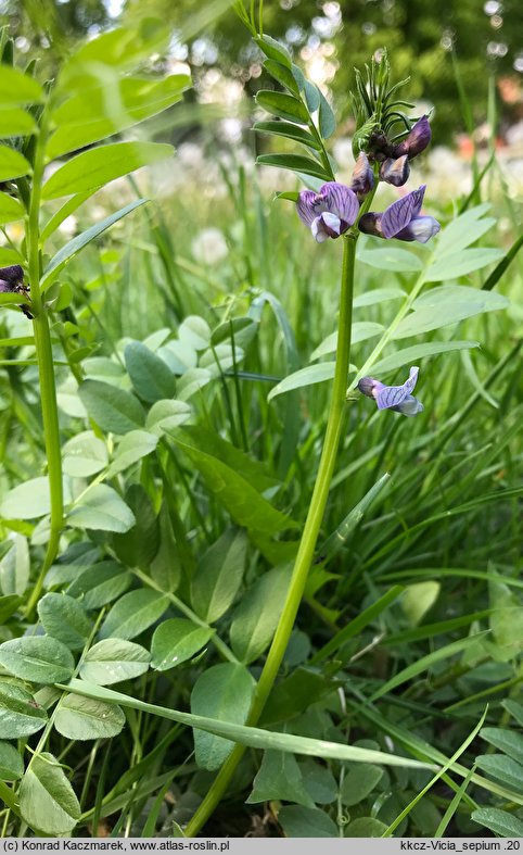 Vicia sepium (wyka płotowa)