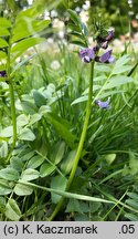 Vicia sepium (wyka płotowa)