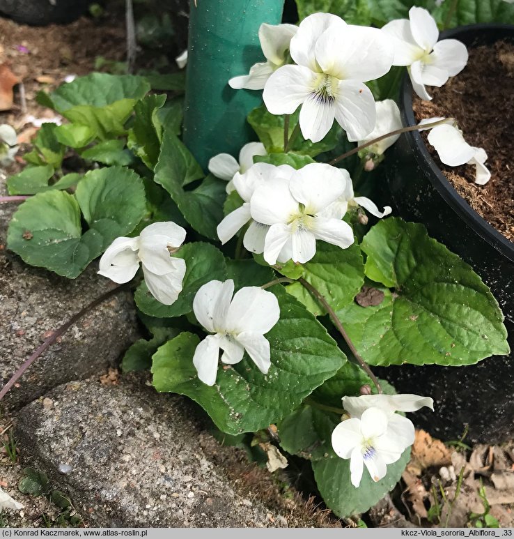 Viola sororia Albiflora