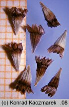 Berkheya purpurea (berkeja purpurowa)