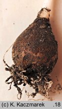 Puschkinia scilloides (puszkinia cebulicowata)