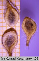 Clematis integrifolia (powojnik całolistny)