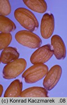 Diplotaxis erucoides (dwurząd rokiettowaty)