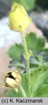 Potentilla geoides