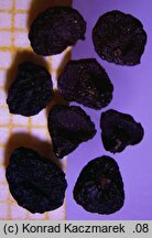 Allium hollandicum (czosnek holenderski)
