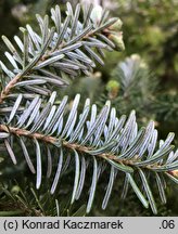 Abies koreana (jodła koreańska)