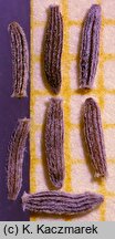 Senecio inaequidens (starzec nierównozębny)