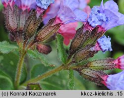 Pulmonaria officinalis (miodunka plamista)