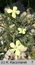 Dianthus knappii