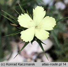 Dianthus knappii