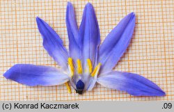 Chionodoxa luciliae (śnieżnik lśniący)