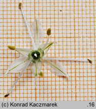 Allium fistulosum (czosnek dęty)