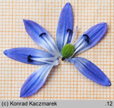Scilla sibirica orth.var. (cebulica syberyjska)