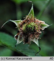 Rubus illecebrosus (jeżyna (malina) ponętna)