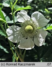 Rubus illecebrosus (jeżyna (malina) ponętna)