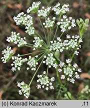 Seseli annuum (żebrzyca roczna)