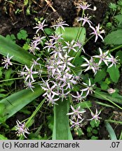 Allium schubertii (czosnek Schuberta)