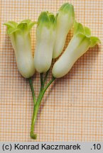 Polygonatum multiflorum (kokoryczka wielokwiatowa)