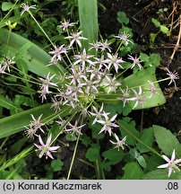 Allium schubertii (czosnek Schuberta)