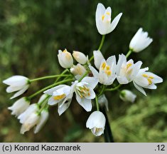 Allium roseum (czosnek różowy)