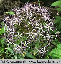 Allium christophii (czosnek białawy)