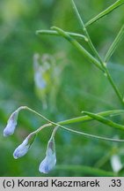 Vicia tetrasperma (wyka czteronasienna)