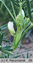 Lupinus angustifolius (łubin wąskolistny)